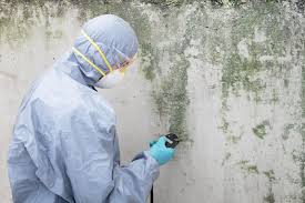 Mold Odor Removal Services in Cricket, NC